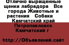 Отлично выращенные щенки лабрадора - Все города Животные и растения » Собаки   . Камчатский край,Петропавловск-Камчатский г.